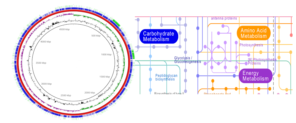 Analisi bioinformatiche - Bioinformatics