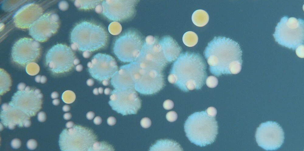 Prebiotici e probiotici - Prebiotics and probiotics